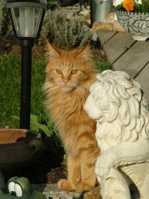 Merlin 03/2005
