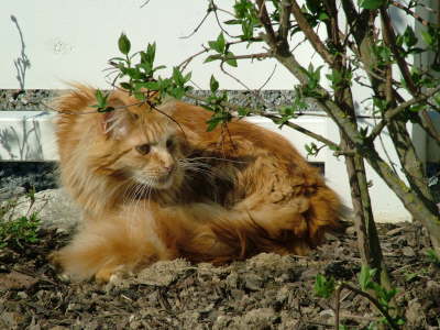 Merlin 05/2005