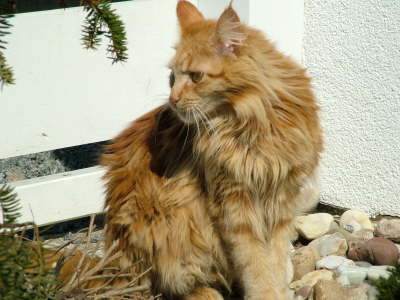 Merlin 04/2005