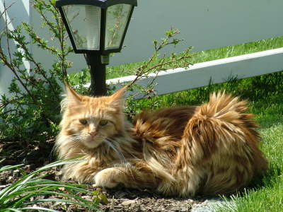 Merlin 04/2005