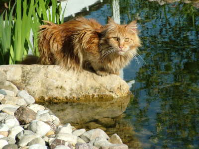 Merlin 05/2005