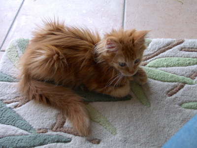 Merlin 08/2004