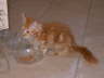 Merlin 08/2004