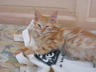 Merlin 08/2004