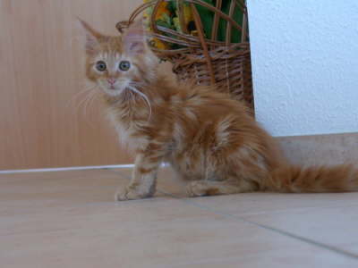 Merlin 08/2004