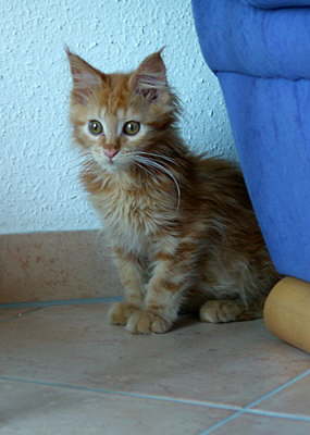Merlin 08/2004