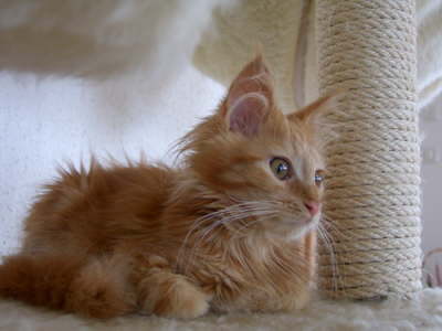Merlin 08/2004