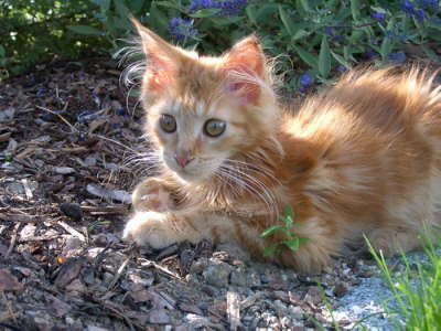 Merlin 09/2004
