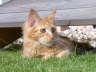 Merlin 10/2004