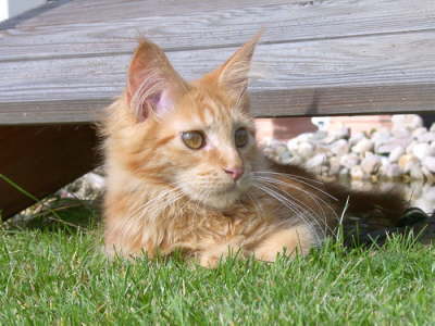 Merlin 10/2004