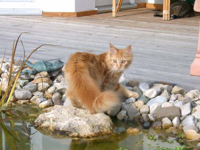 Merlin 10/2004