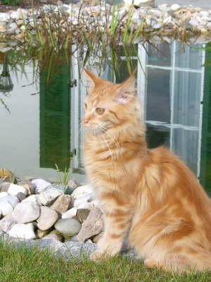 Merlin 11/2004