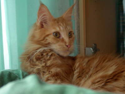 Merlin 11/2004