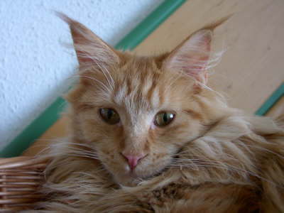 Merlin 02/2005
