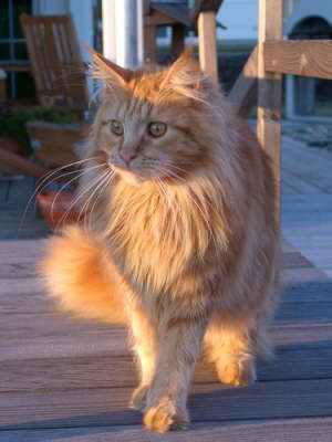 Merlin 03/2005