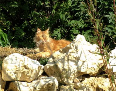 Merlin 08/2005