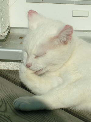 Minni 10/2005