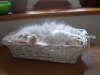 Sissi 12/2002