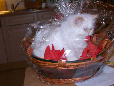 Sissi 12/2002