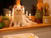 Sissi 12/2002