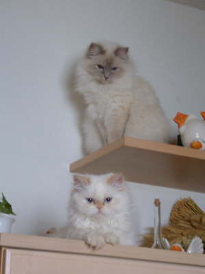 Sissi 02/2003