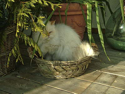 Sissi 01/08